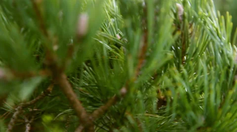 Pine 3 Stock Footage 33927038
