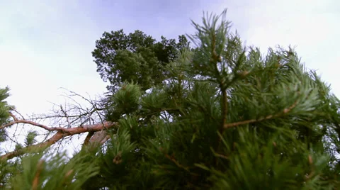 Pine 4 Stock Footage 33927084