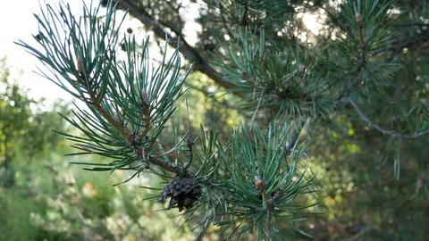 Pine 4k Vídeo Stock 94859147