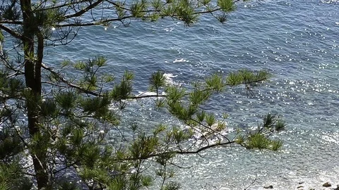 Pine above sea Video stock 102148646