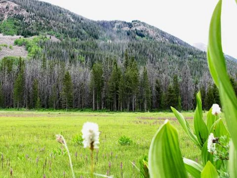 Pine Affected By Deadly Beetles Stock Photos