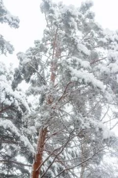 Pine after a heavy snowfall Stock Photos