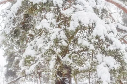 Pine after a heavy snowfall Stock Photos