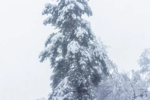 Pine after a heavy snowfall Stock Photos