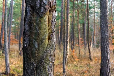 A pine after the resin extraction Foto stock
