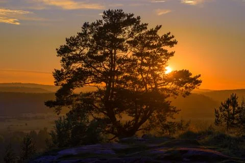 Pine against the backdrop of sunset. The top of Paaso Mount. Sortavala, Karelia Foto stock