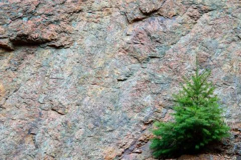 Pine against cliff Stock Photos