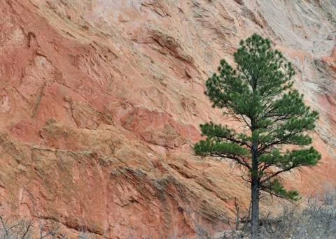 Pine against red rocks Stock Photos