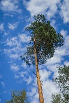 Pine alone of against sky Stock Photos