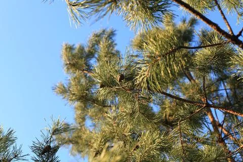 Pine &amp;amp; sky Foto stock