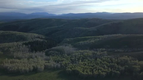 Pine and Aspen Forest in Utah with Wasatch Mountains at Sunset Stock Footage 335668432