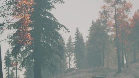 Pine and Autumn Trees in Thick Morning Forest Fog Stock Footage 348245714