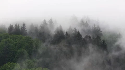 Pine and beech trees forest fog in rain slow motion Video stock 242839200