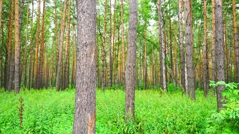 Pine and birch forest in Siberia during summer. Dense green vegetation and tall Stock Footage 346059214