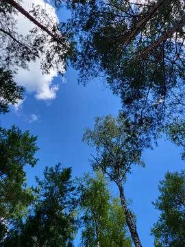 Pine and Birch Forest with Sunlight Stock Photos