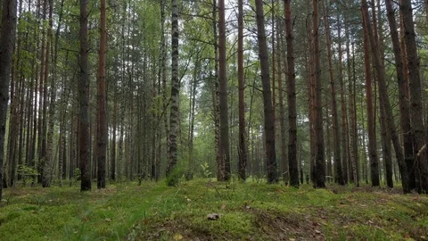 Pine and birch forest on a warm summer day Stock Footage