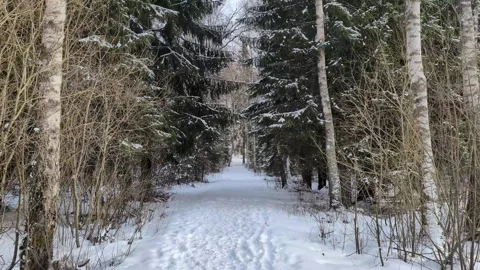 Pine and Birch forrest path winter Stock Footage 328858981