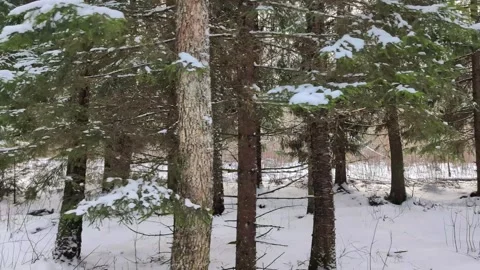 Pine and Birch forrest path winter Stock Footage 328859057