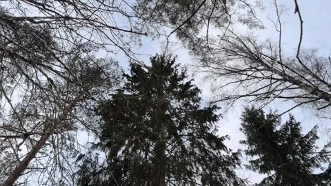Pine and Birch forrest path winter Stock Footage 328859082