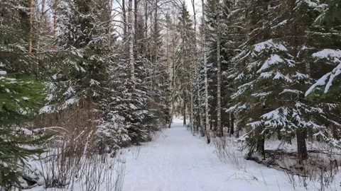 Pine and Birch forrest path winter Stock Footage 328859300