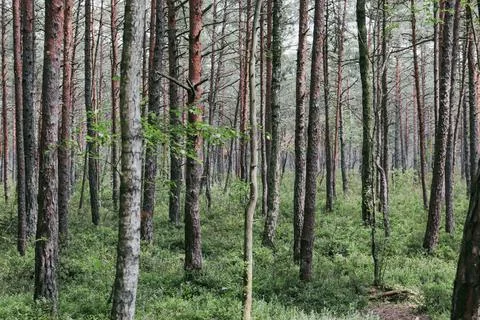 Pine and birch trees forest in summer season Stock Photos