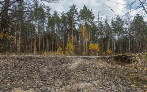 Pine and birch trees over a ravine in autumn Stock Photos