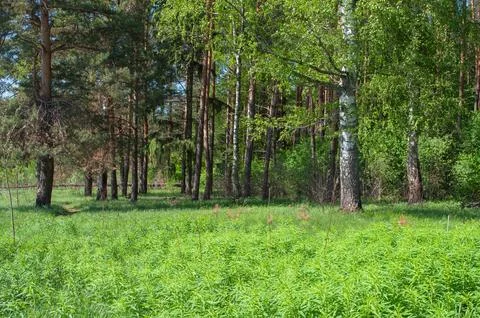 Pine and birch trees in spring forest Stock Photos