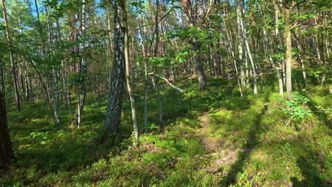 Pine and birch trees with sunlight casting shadows on forest floor. a walk .. Stock Footage 342047959