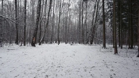 Pine and birch trees in winter Stock Footage 100023603