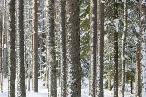 Pine and birch trunks in the winter forest. Winter snowy landscape 스톡 사진