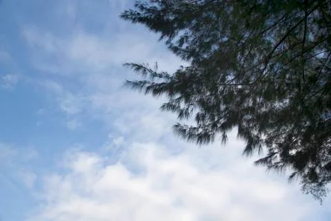 Pine and blue sky Stock Photos