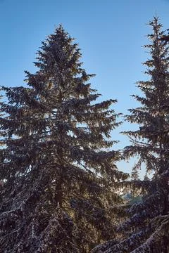 Pine and blue sky Stock Photos