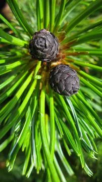 The pine and branch of dwarf cedar tree, Kunashir, Russia Foto stock
