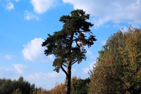 Pine and bushes Stock-Fotos