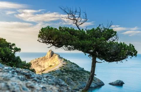 Pine and cape Kapchik Stock Photos