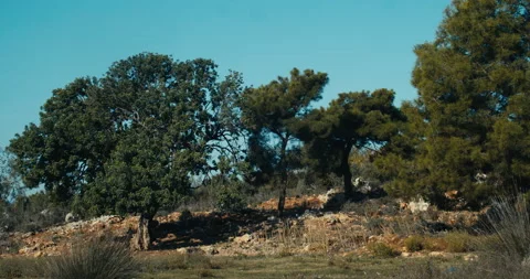 Pine and carob trees in the foliage, Ceratonia siliqua 動画素材 143365648