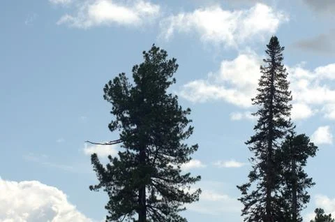 Pine and cedar close-up on a background of blue sky. Stock Photos