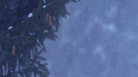 Pine and cones during the snowstorm in Siberia. Stock Footage 269237254