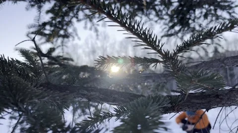 Pine and cypress sunset Stock Footage 232082751