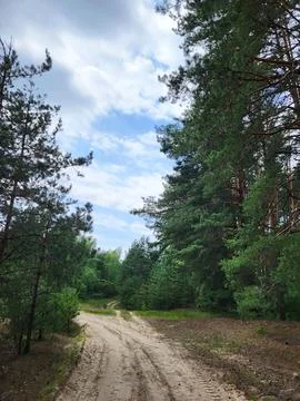 Pine and deciduous tree crowns under summer sky, monitoring of forest ecosystems Fotos de archivo
