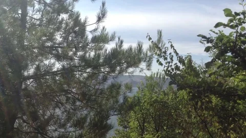 Pine and deciduous trees in the forest in the wind and the sea in the background Stock Footage 119308003