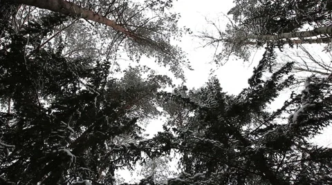 Pine and fir in the sky Stock Footage 46797505