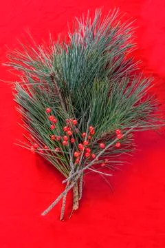 Pine and holly Stock Photos