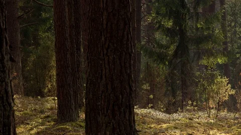 Pine and juniper forest panorama. Stock Footage 88498582
