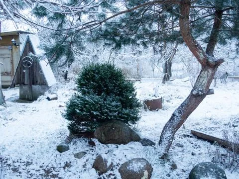 Pine and juniper Stock Photos