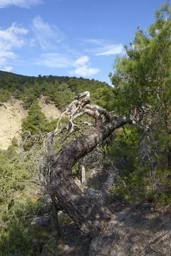 Pine and juniper trees on Sokol mountain in Crimea, Russia. Stock Photos