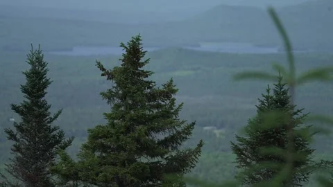 Pine and landscape Stock Footage 171340939