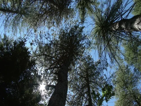 Pine and larch seen from below, wind swings branches and sun peeps blinking. Stock-Footage 77201181