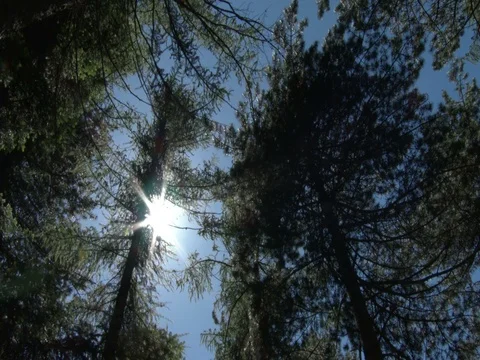 Pine and larch seen from below, wind swings branches and sun peeps blinking. Stock-Footage 77203149
