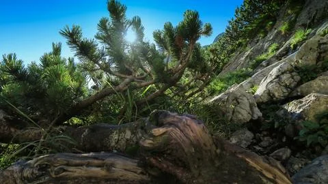 Pine and a large root in the foreground growing in the mountains on the rocks Foto stock